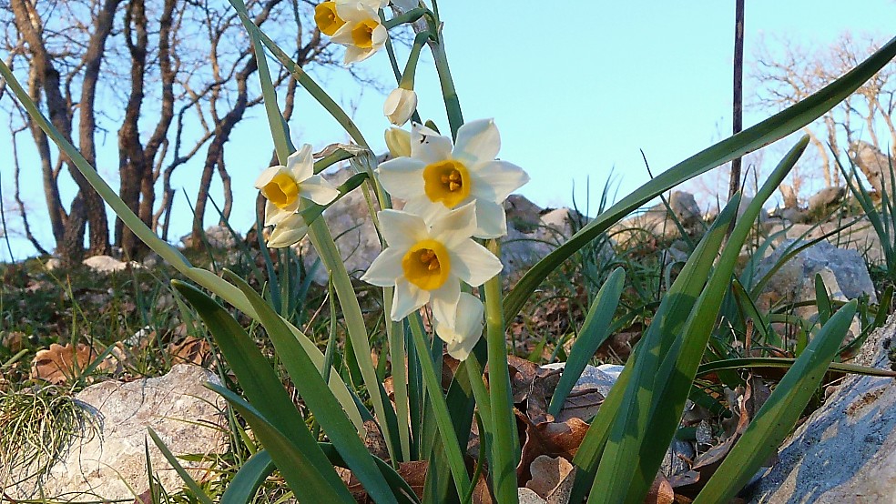 Narcissus tazetta
